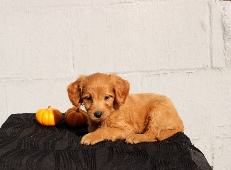 puppy, for, sale, Mini Goldendoodle F1, Matthew B. Stoltzfus, dog, breeder, Gap, PA, dog-breeder, puppy-for-sale, forsale, nearby, find, puppyfind, locator, puppylocator, aca